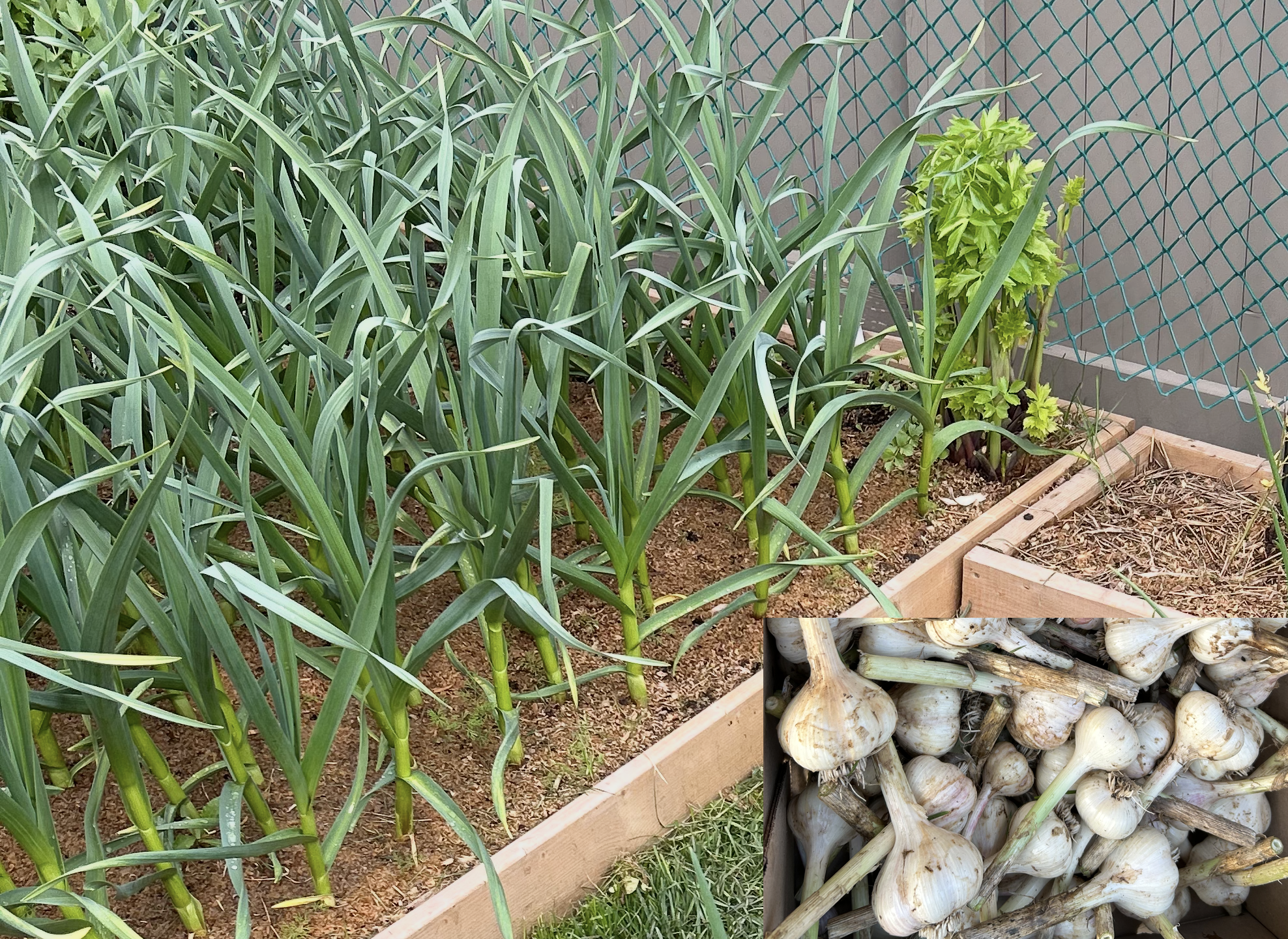 Planting Hard Neck Garlic: The Zone 6 Fall Power Move