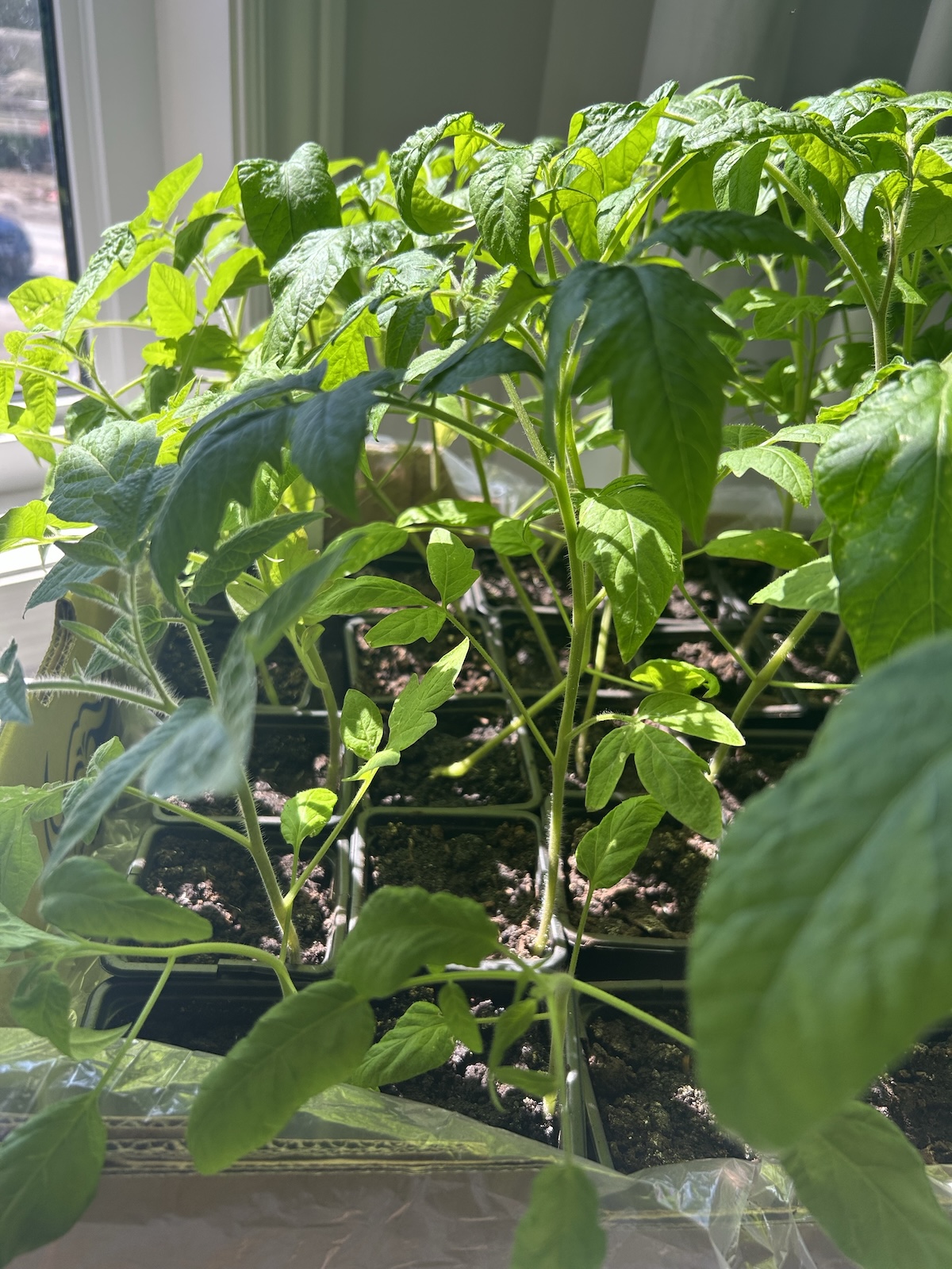 A tray of tomato seedlings in small pots, representing healthy starts.