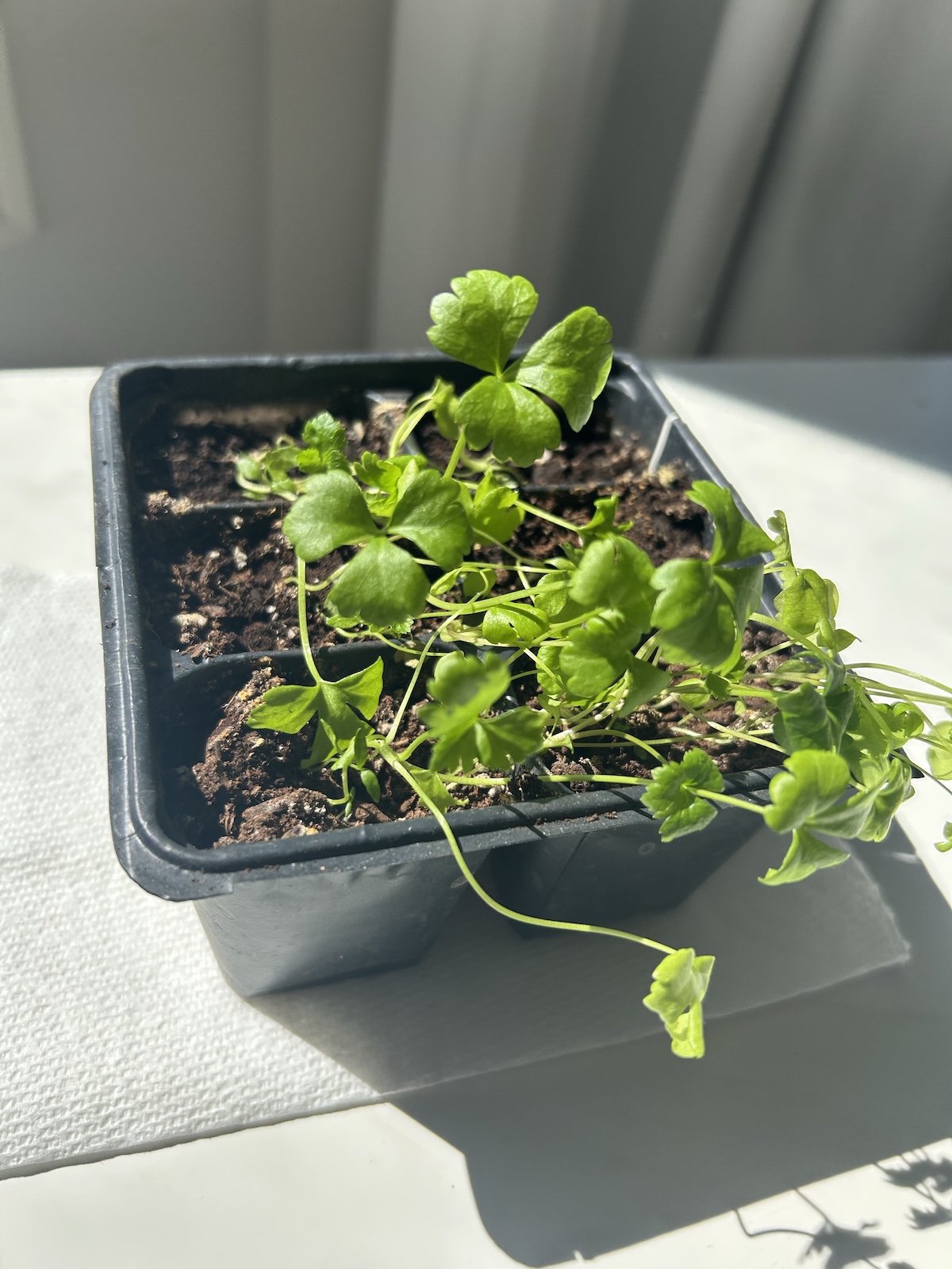 Alt Text: A seed starting tray with pepper seeds being placed on a black electric heat mat to speed up germination.