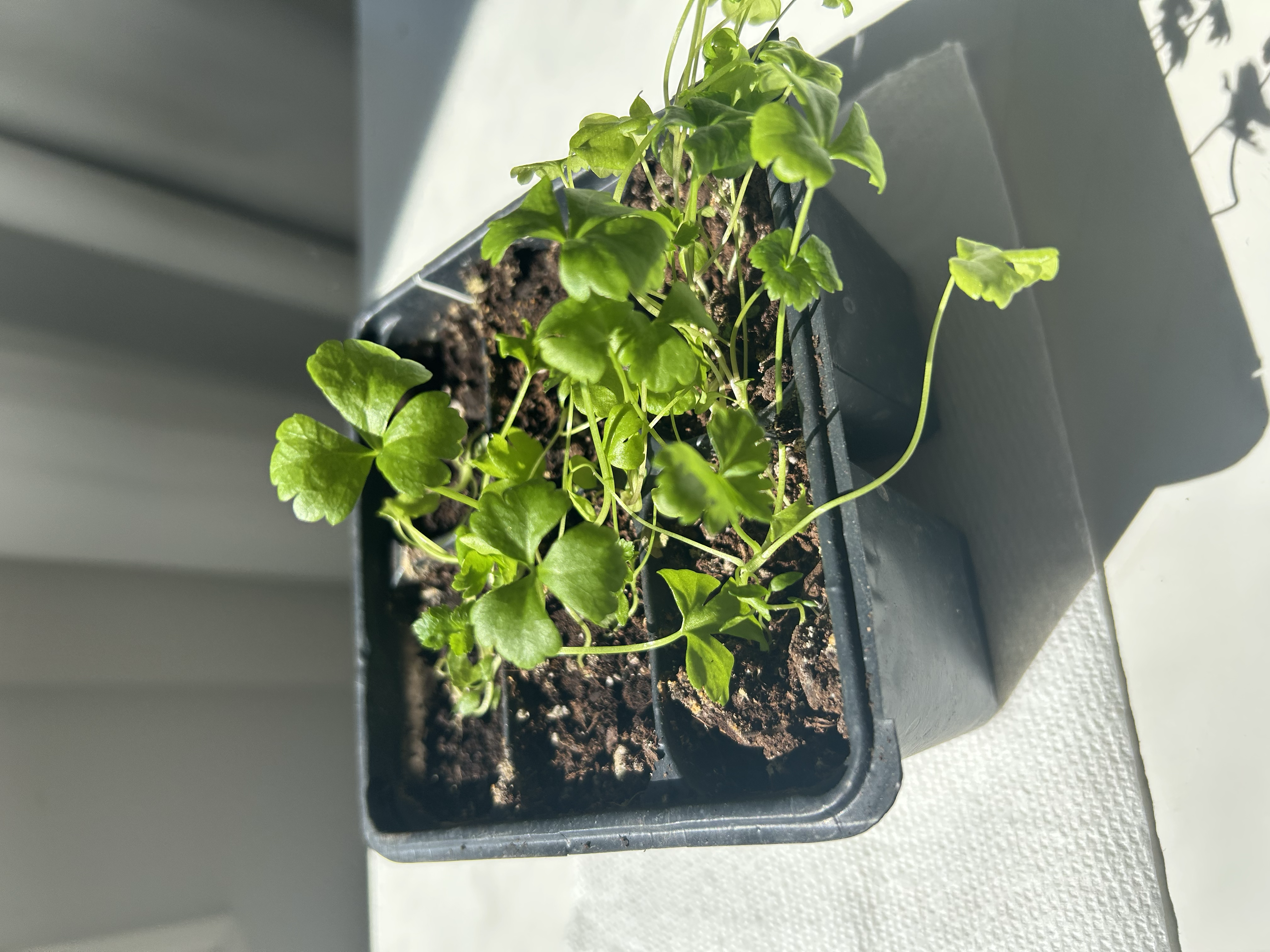 Alt Text: A seed starting tray with pepper seeds being placed on a black electric heat mat to speed up germination.