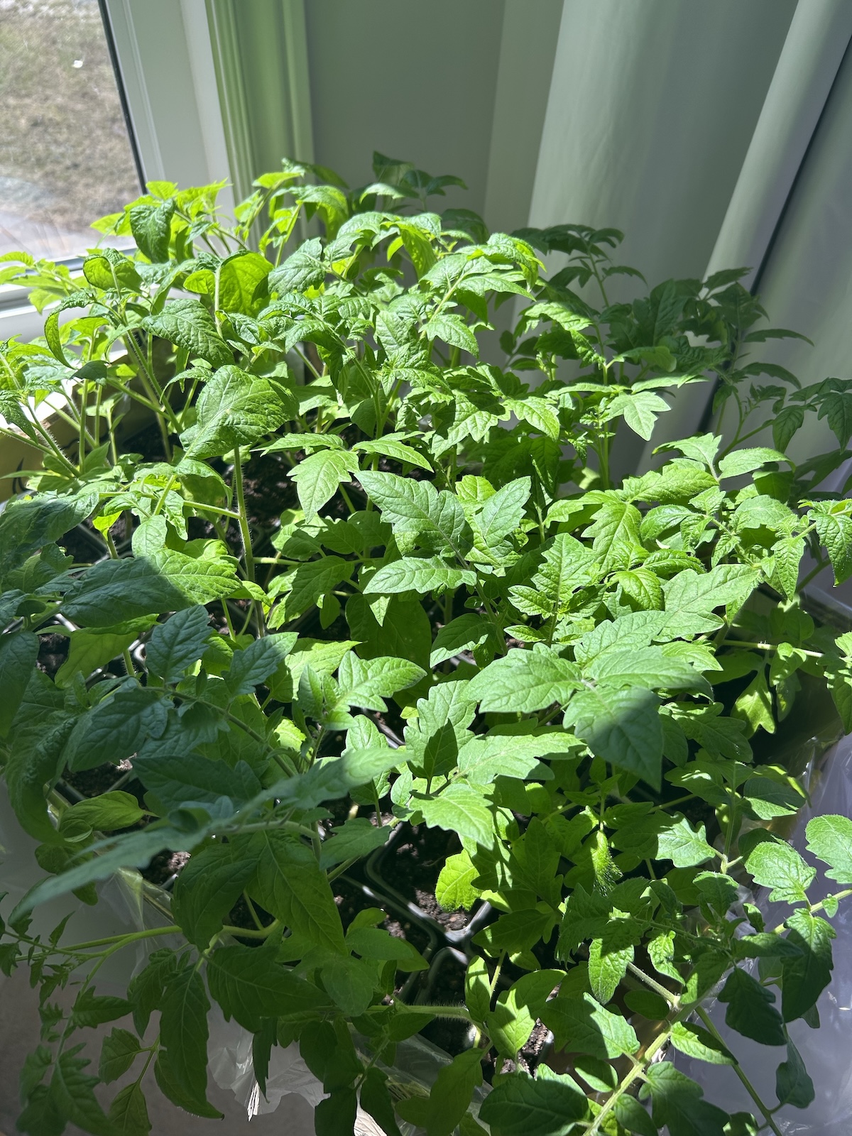 Start Your Tomatoes Now: The March Indoor Setup