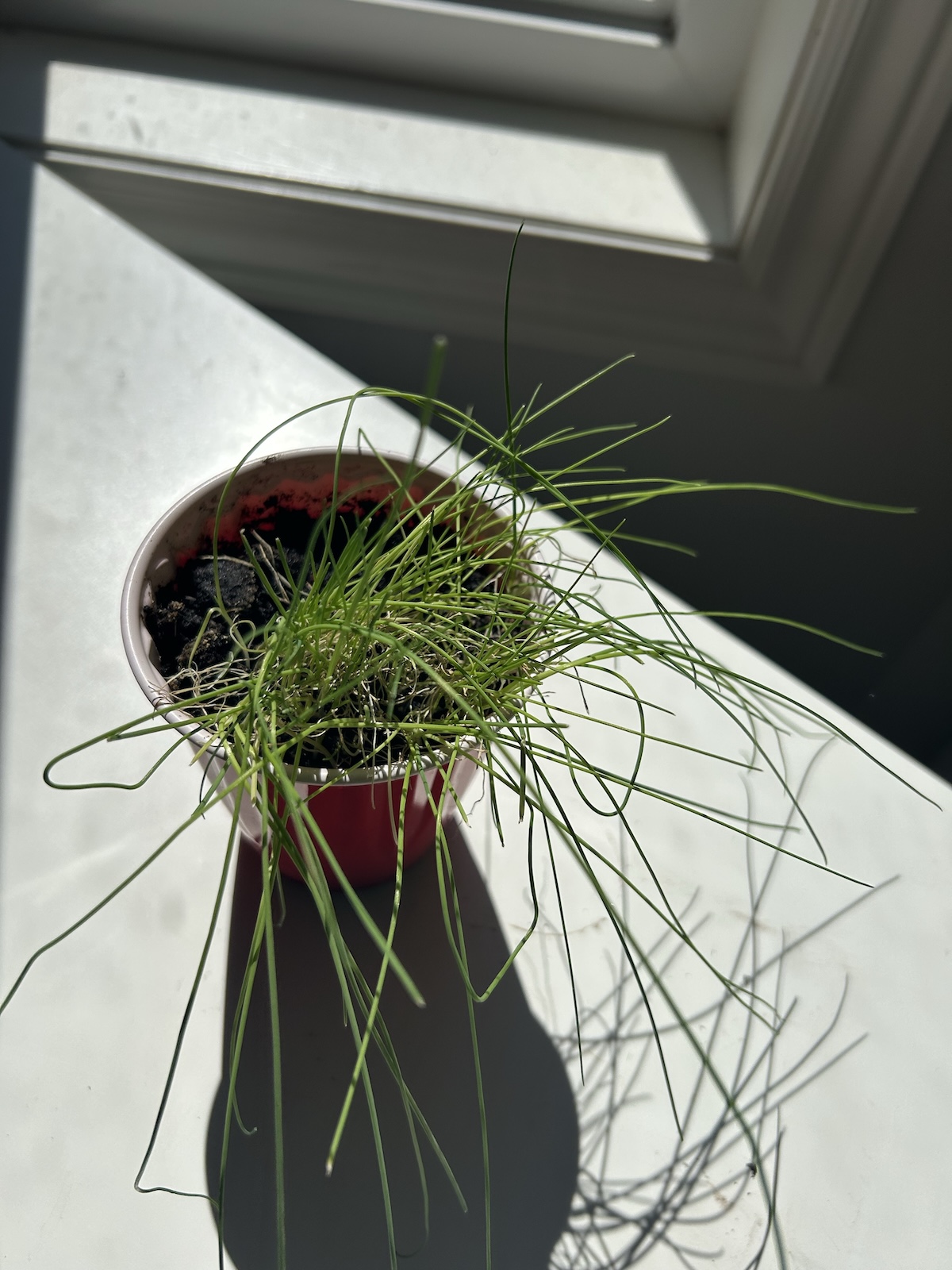 Starting Leeks Indoors: The Secret to a Successful Summer Harvest