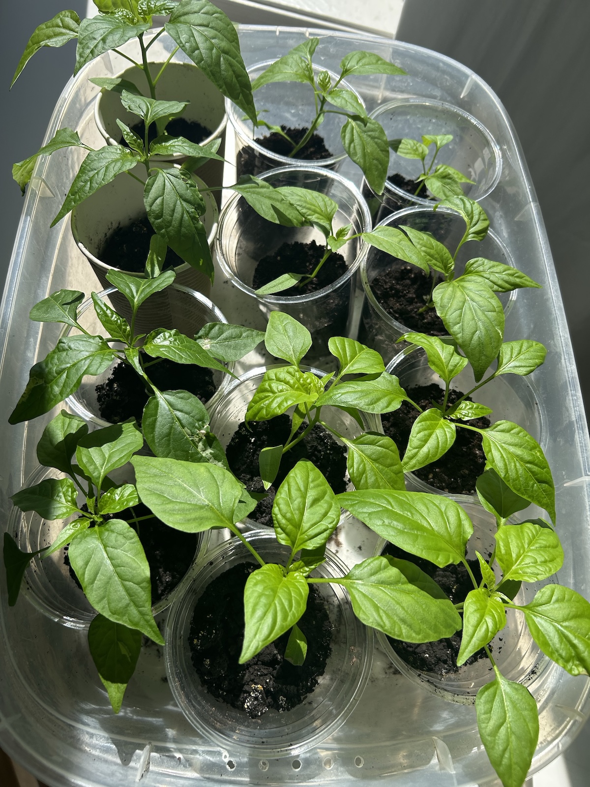 Starting Peppers Indoors: The Zone 6 Secret to a Productive Harvest