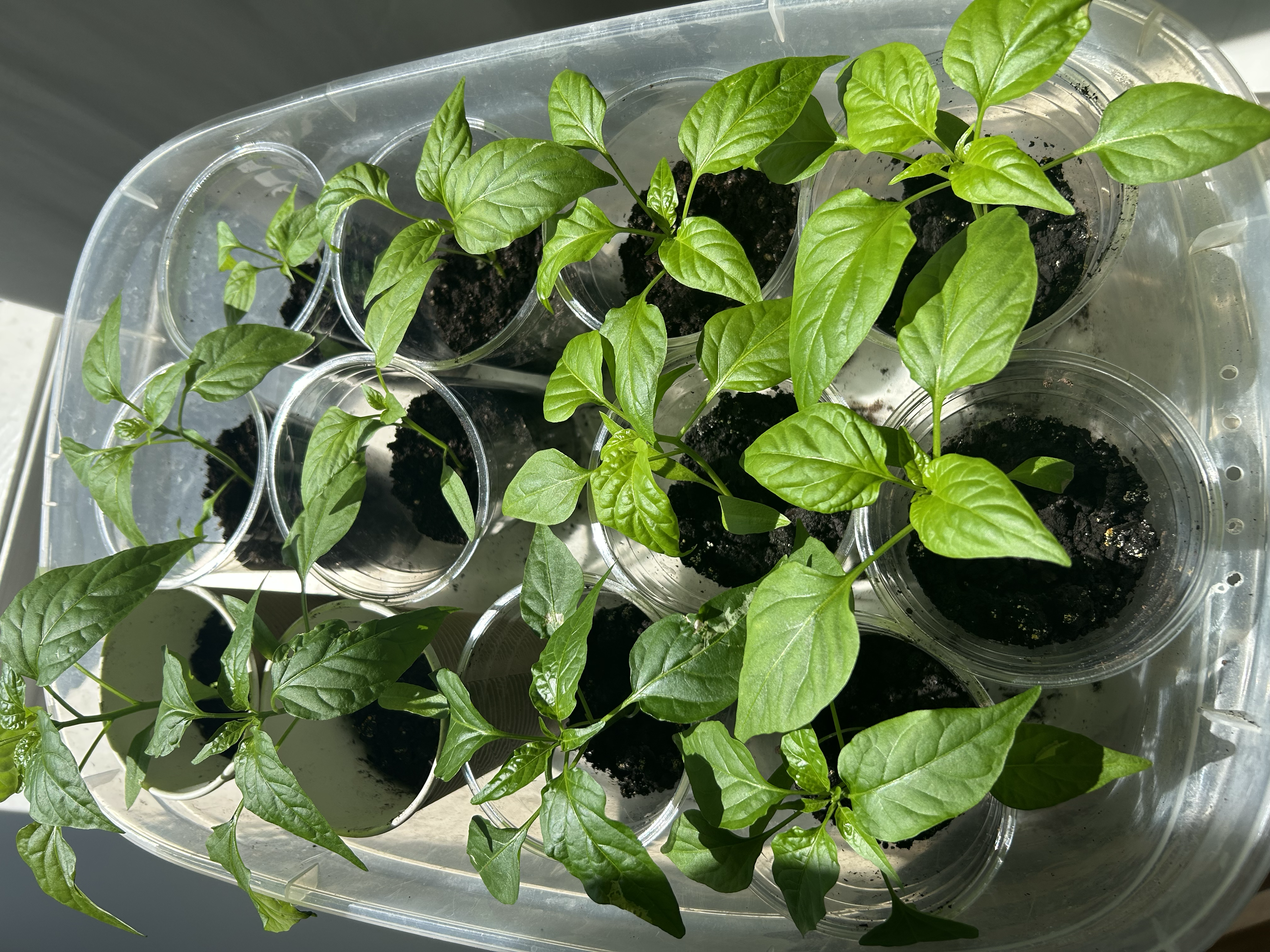 Starting Peppers Indoors: The Zone 6 Secret to a Productive Harvest