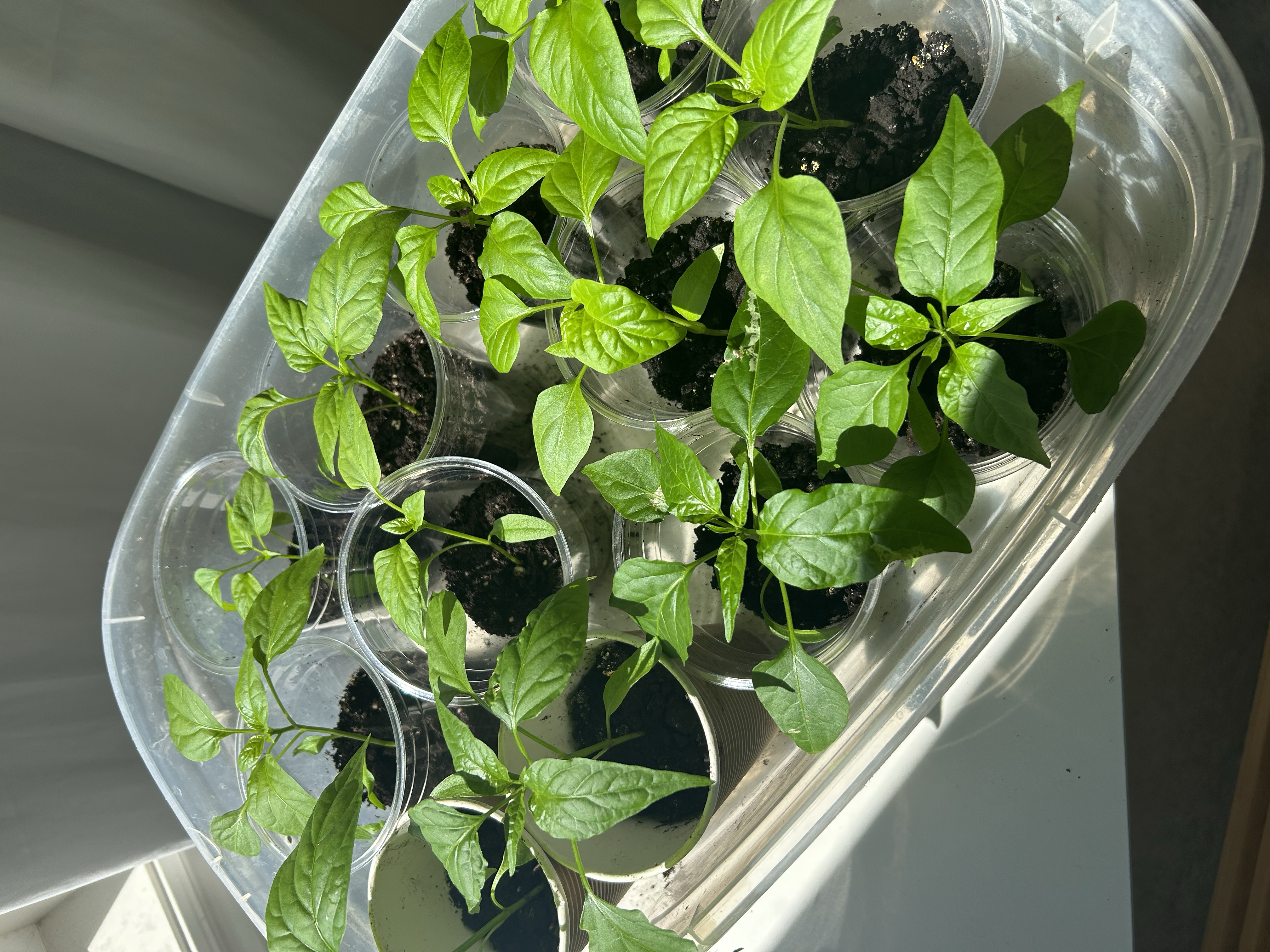 Alt Text: A vibrant green pepper seedling with two sets of healthy "true leaves" growing in a small black starter pot.