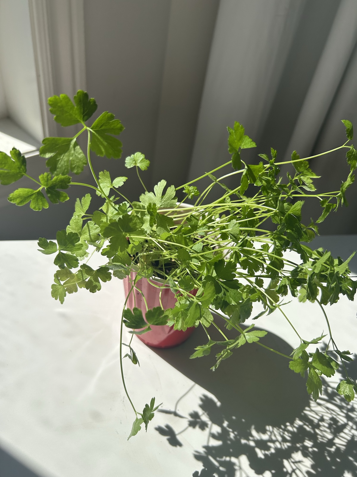 Alt Text: A close-up of parsley seedlings, representing early spring planting and growth.