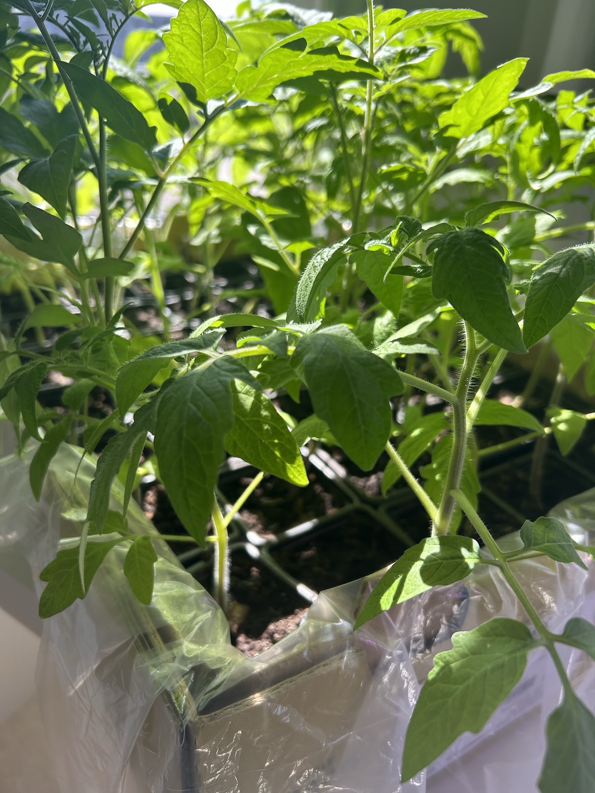 Start Your Tomatoes Now: The March Indoor Setup