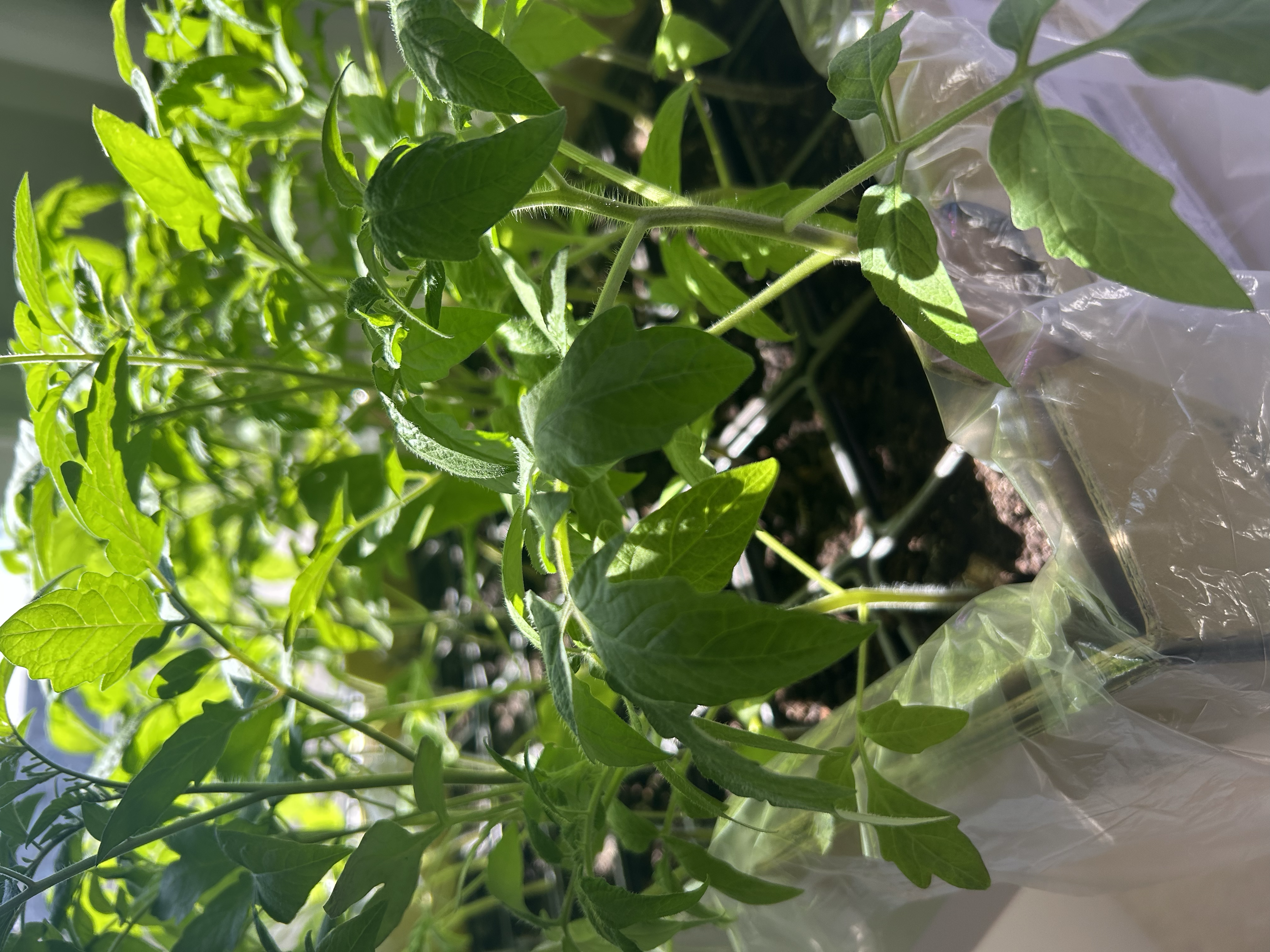 Start Your Tomatoes Now: The March Indoor Setup