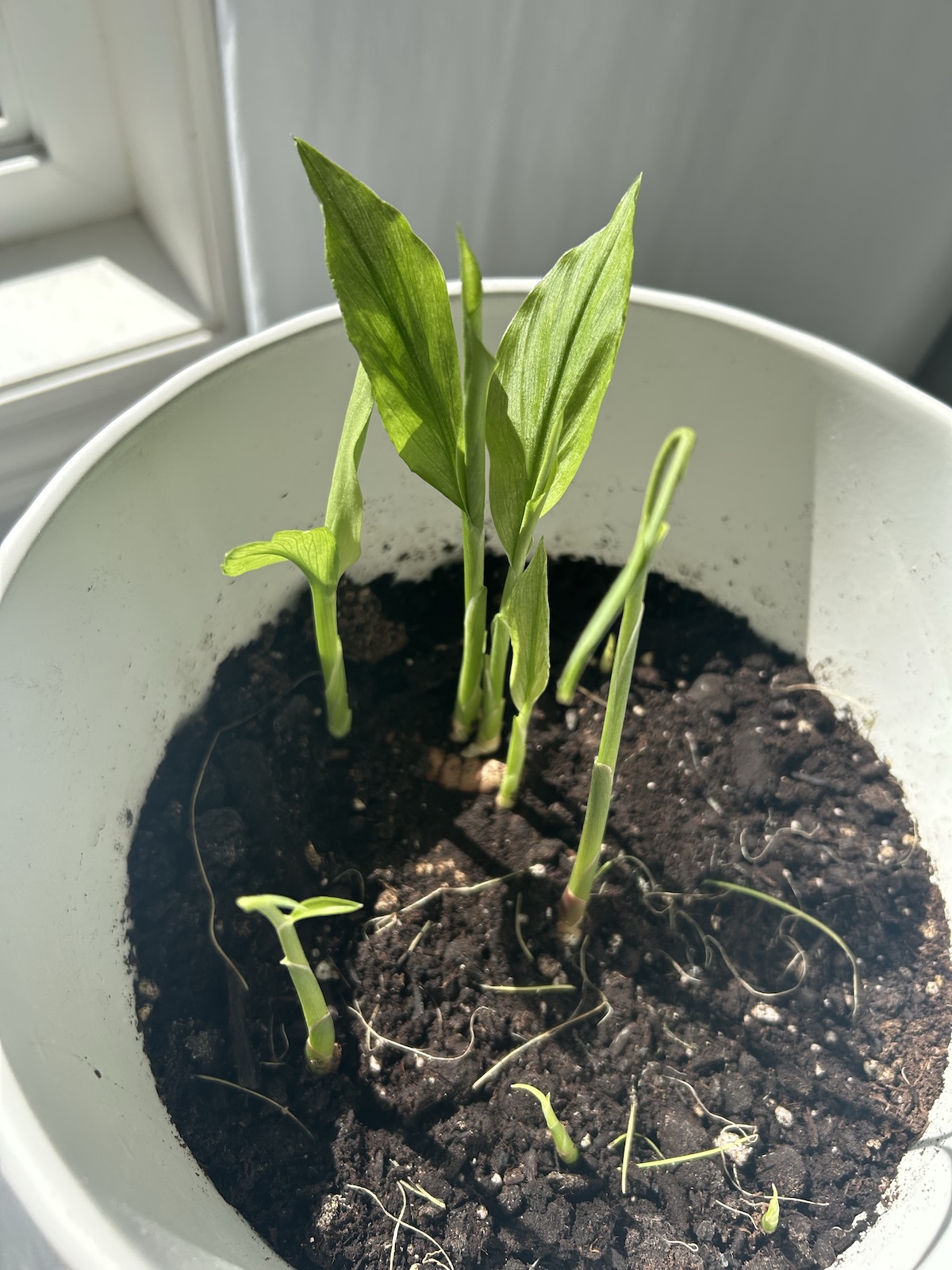Alt Text: A close-up of turmeric root with more shoots sprouted, showing vigorous growth.