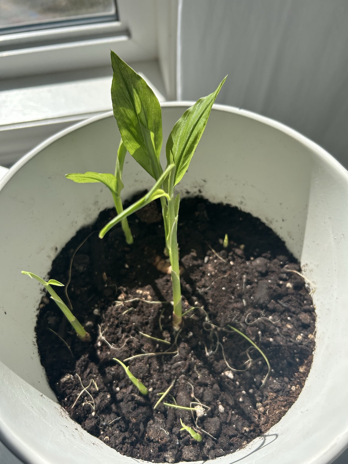 Alt Text: A close-up of a turmeric root sprouted in a pot, showing new shoots emerging.