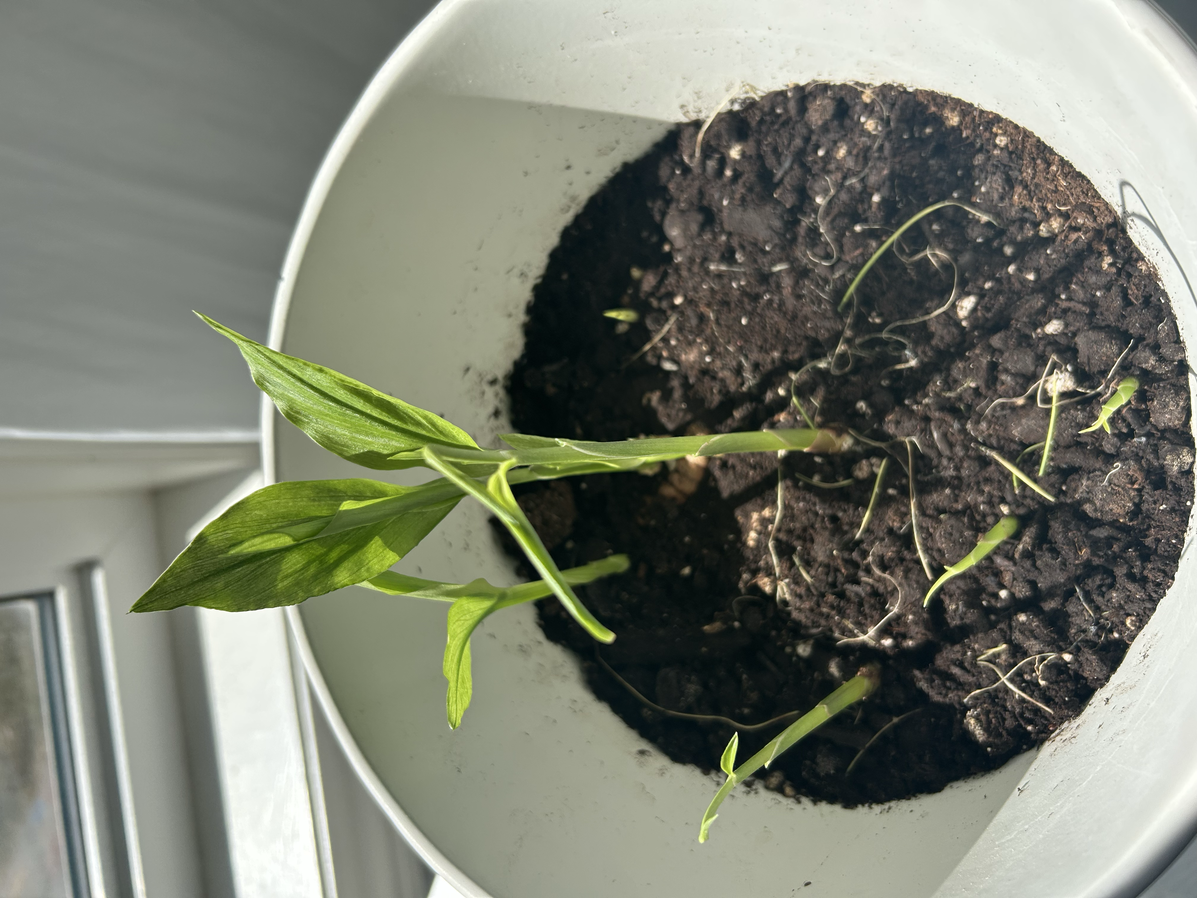 Alt Text: A close-up of a turmeric root sprouted in a pot, showing new shoots emerging.
